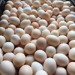 kỹ thuật nuôi gà ta đẻ trứng.