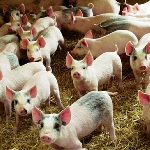 Hội chứng còi cọc ở lợn con sau cai sữa