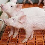 Cách điều trị bệnh tiêu chảy cấp ở lợn con