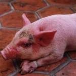 Bệnh phù đầu sưng mặt ở lợn con sau cai sữa