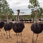 Quy trình kỹ thuật Chăn nuôi đà điểu (ostrich)