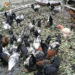 Quy trình chăm sóc nuôi dưỡng gà H’Mông thương phẩm