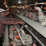 Phương pháp nâng cao sản lượng trứng cho gà đẻ