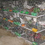 kỹ thuật nuôi và phòng bệnh chim bồ câu