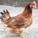 Cách phòng ngừa và loại bỏ tật ăn trứng cho gà mái