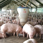 Liều thuốc trộn vào 1 tấn thức ăn cho lợn nuôi thịt.