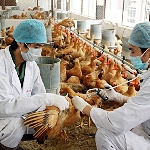 Quy trình phòng bệnh bằng thuốc và vaccin cho gà ( theo ngày tuổi)