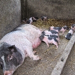 Triệu chứng nhận biết lợn nái mất sữa khi nuôi con của chúng