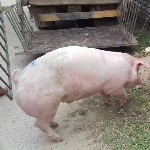 kỹ thuật nuôi lợn siêu nạc kinh tế cao
