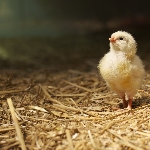 Các tiêu chuẩn môi trường trong chăn nuôi gà