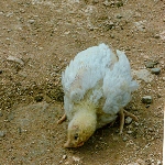 Bệnh Leucosis trên gà