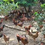 Chăn nuôi gà thả vườn hiệu quả