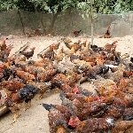 Chăn nuôi gà sạch ở triệu phong