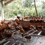 Một số bệnh và cách phòng trị thường gặp phổ biến nhất khi nuôi gà thả vườn.