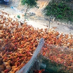 Những lưu ý trong chăn nuôi gà thả vườn