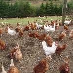 Những giống gà đẻ trứng năng suất nhất hiện nay