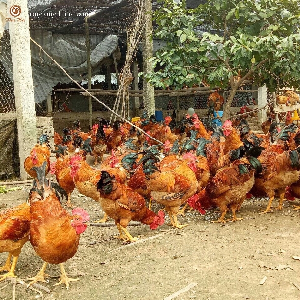 Kỹ thuật chăn nuôi gà thả vườn theo hướng An toàn sinh học 