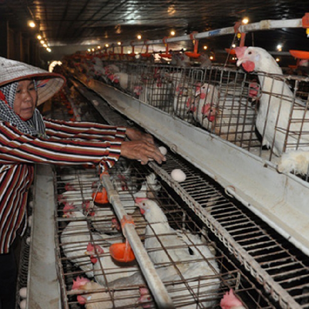 Phương pháp nâng cao sản lượng trứng cho gà đẻ