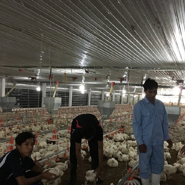 Kỹ thuật chăn nuôi gà công nghiệp