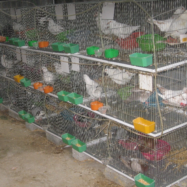 kỹ thuật nuôi và phòng bệnh chim bồ câu