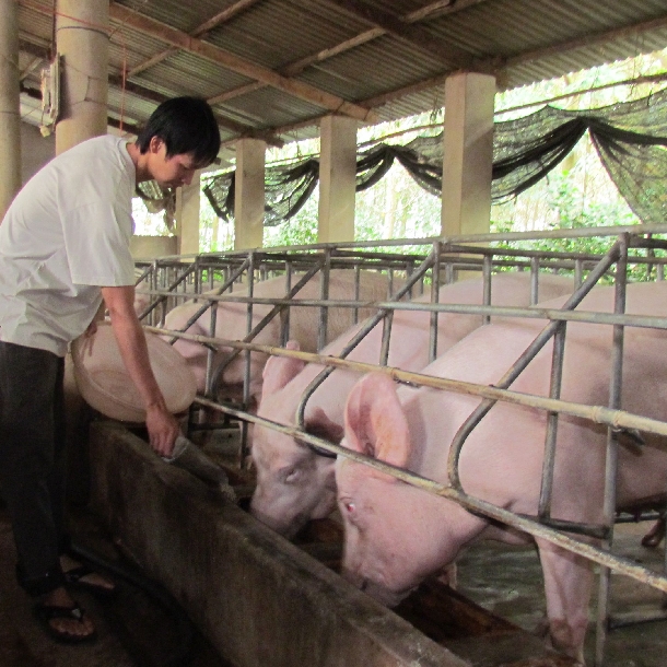 Sản xuất thức ăn tự chế cho lợn đạt hiệu quả cao