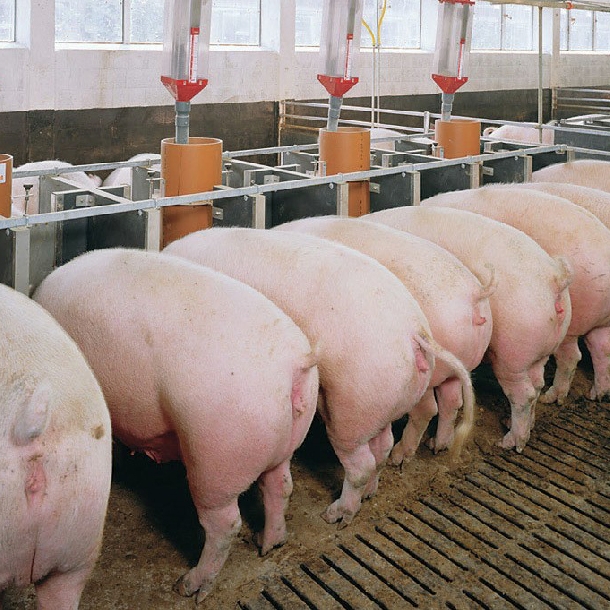 Lịch tiêm phòng vacxin  bệnh cho lợn