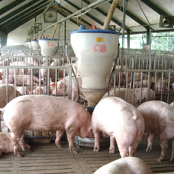 Liều thuốc trộn vào 1 tấn thức ăn cho lợn nuôi thịt.