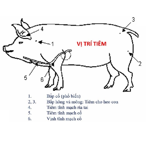 Hướng dẫn lịch tiêm vacxin cho lợn an toàn và hiệu quả nhất