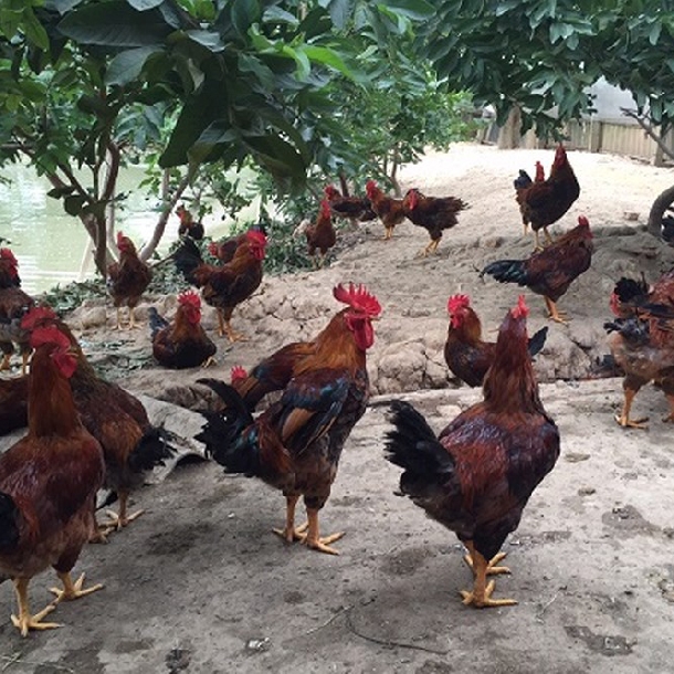 Giới thiệu một số giống gà đang được nuôi ở nước ta