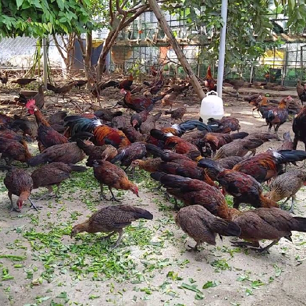 Các giống gà nuôi thả vườn cho thịt ngon