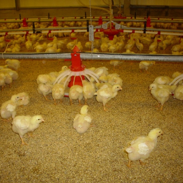 Mô hình chăn nuôi gà ta đạt hiệu quả cao