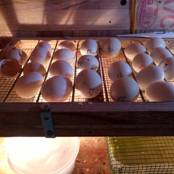 Biểu hiện và biện pháp khắc phục hiện tượng quá nhiệt khi ấp trứng gà