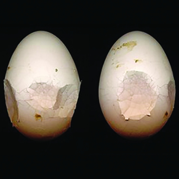 Phương pháp nâng cao chất lượng vỏ trứng và xương gà