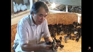 Video hướng dẫn chăn nuôi gà H'Mông