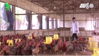 Video yếu tố ảnh hưởng đến năng suất sinh sản của gà và biện pháp khắc phục  phần 1