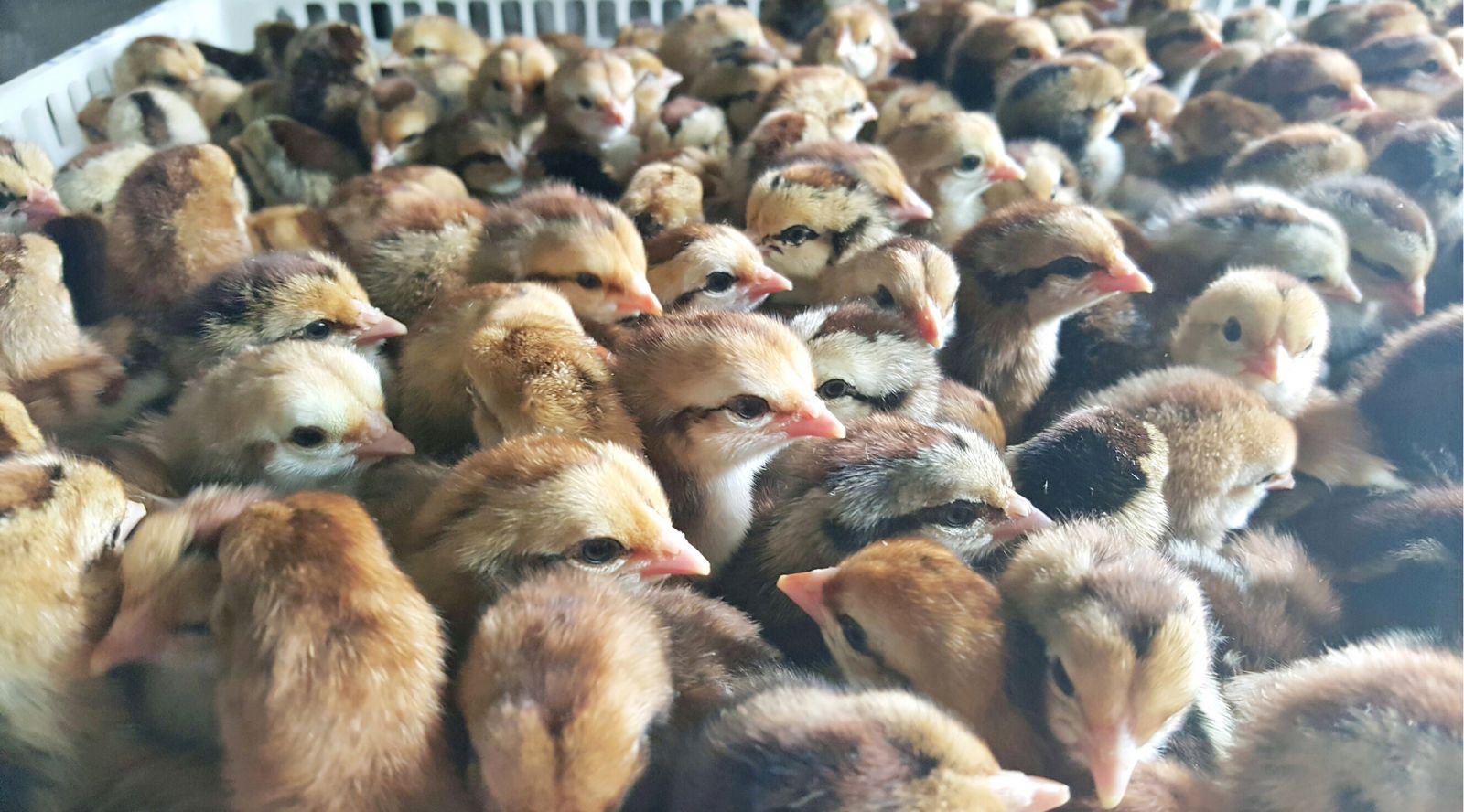 Liên hệ mua gà chọi con ở Hà Nội