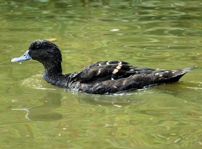 Vịt trời African Black Duck (Anas Sparsa)