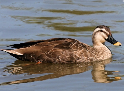 Vịt trời Spot-billed Duck (Anas Poecilorhyncha)
