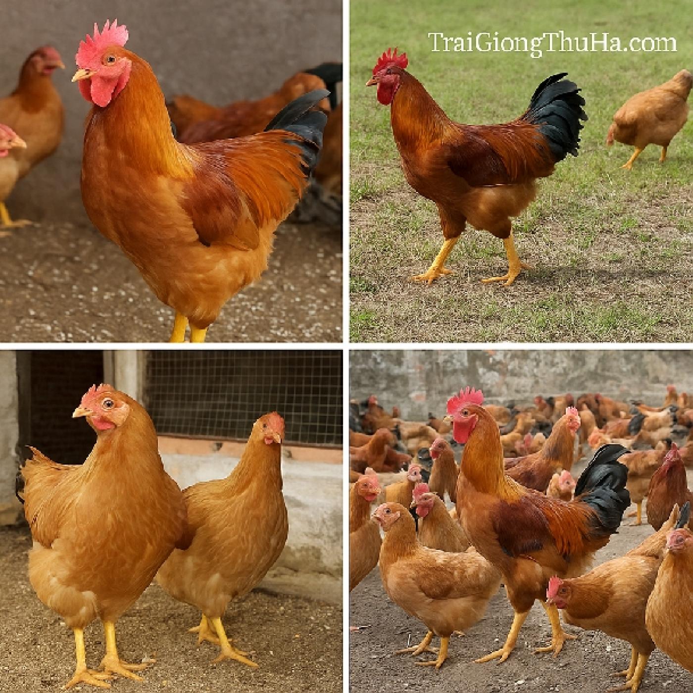 Giống Gà Mía Lai Nào Tốt Nhất Hiện Nay? Gợi Ý Cho Hộ Nuôi Nhỏ và Trang Trại