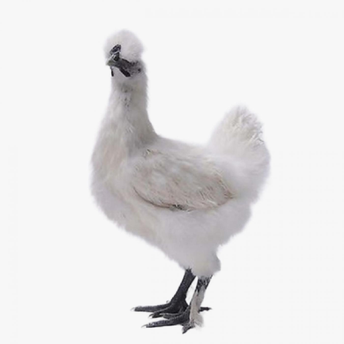 Gà Ác Là Gì? Phân Biệt Gà Ác Thuần Chủng và Gà Ác Lai Chính Xác Nhất