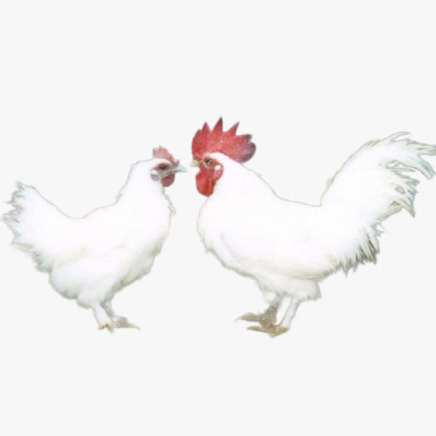 Tìm Hiểu Gà Ác Việt Nam: Đặc Điểm, Phân Loại, Giá Trị Dinh Dưỡng