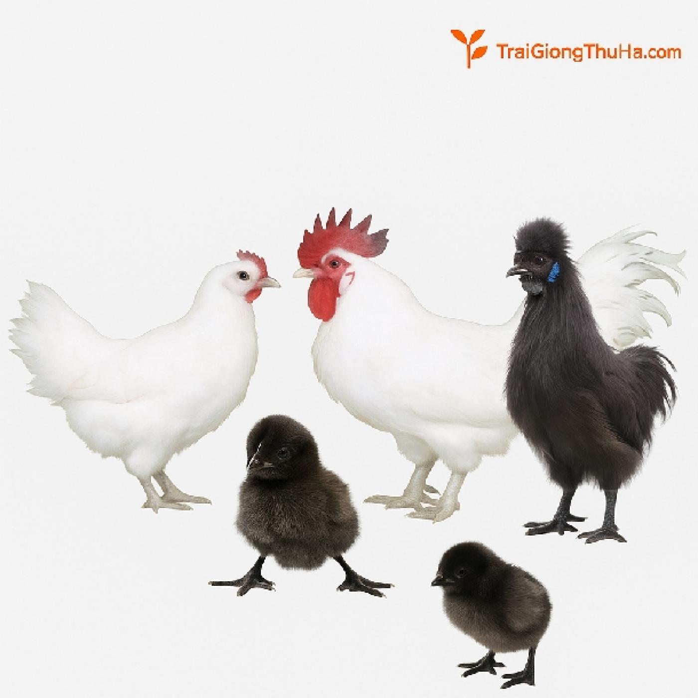 Gà Ác Lông Trắng, Lông Đen Có Khác Nhau Không? Sự Thật Bất Ngờ!