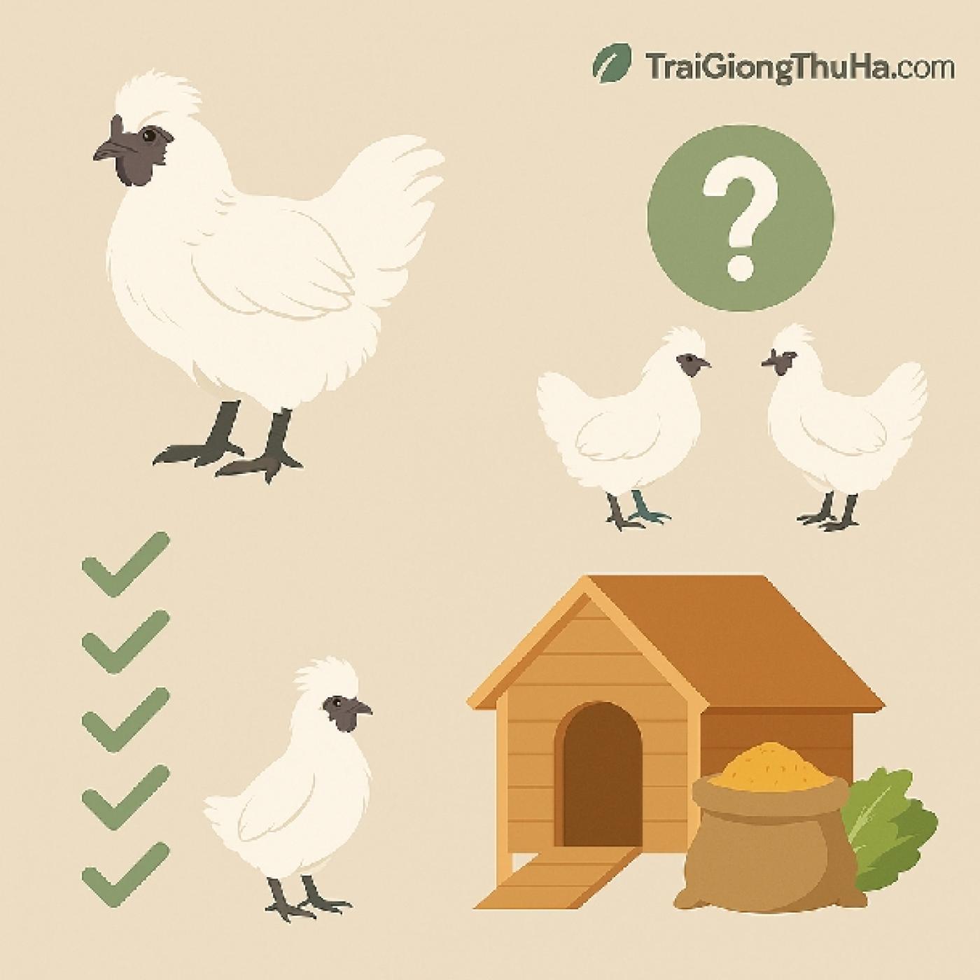 Gà Ác Thuần Chủng Bao Nhiêu Tiền 1 Con? Có Nên Nuôi Kinh Tế?