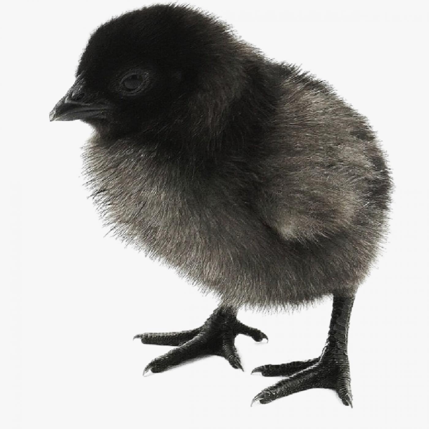 Giống Gà Ác Nào Bán Chạy Nhất? Gà Ác Thuần Chủng Hay Gà Ác Lai?