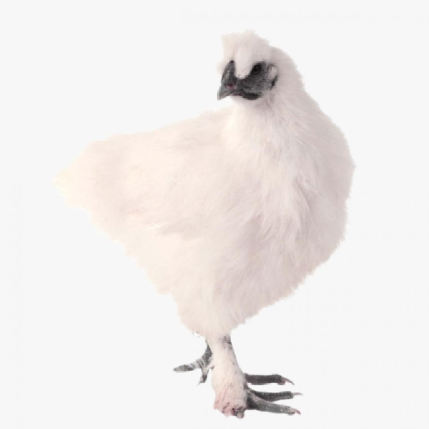 Gà Ác Thuần Chủng: Đặc Điểm Nhận Diện, Cách Nuôi Đạt Năng Suất Cao