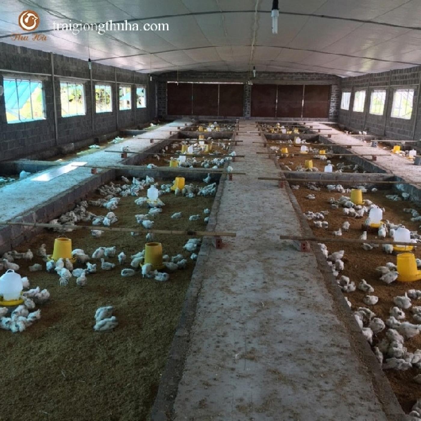 Mô Hình Nuôi Gà Ác Lai Công Nghệ Cao – Xu Hướng Mới, Hiệu Quả Gấp 3 Lần
