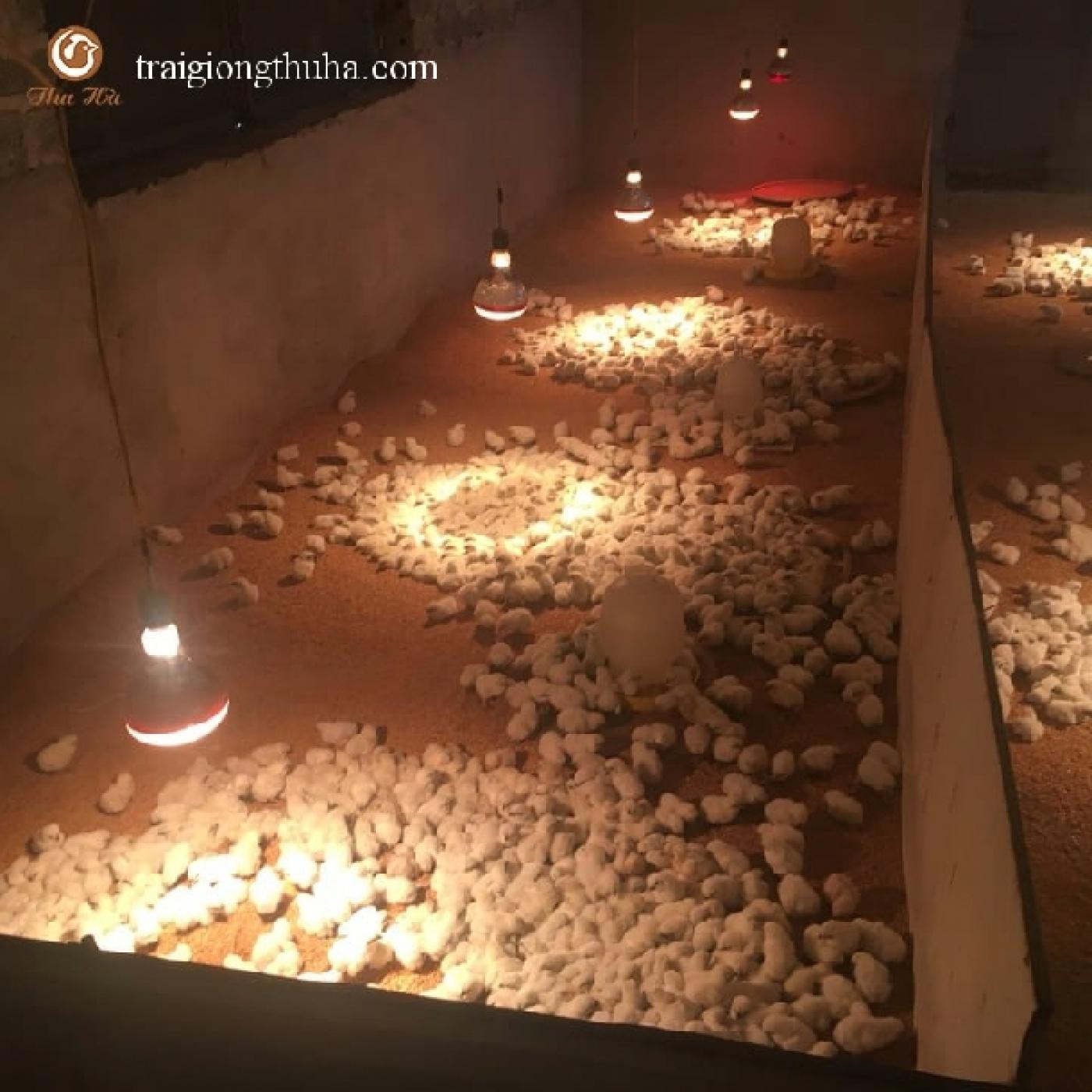 Hướng Dẫn Nuôi Gà Ác Theo Mô Hình Sinh Học – Ít Bệnh, Hiệu Quả Cao