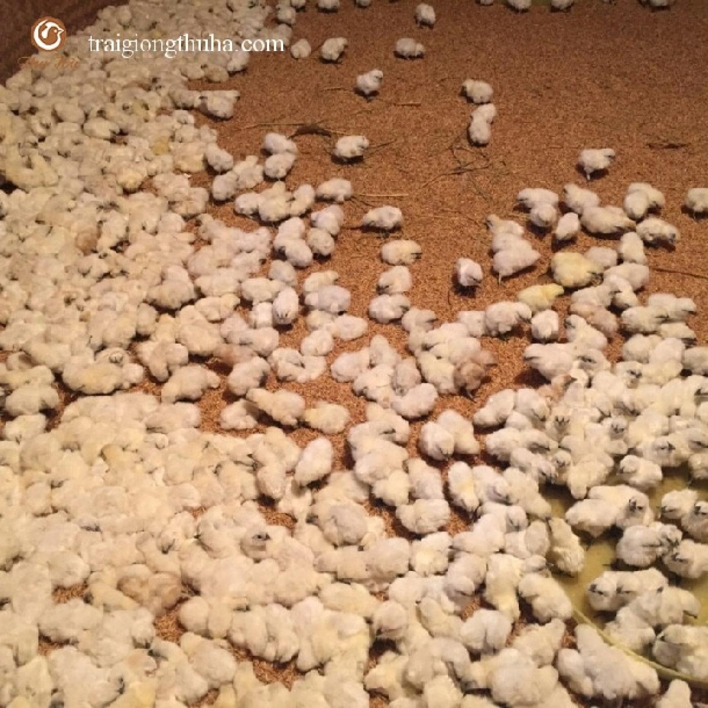 Gà Ác Giống Nào Phù Hợp Nuôi Thả Vườn? Chọn Đúng Để Tăng Lợi Nhuận