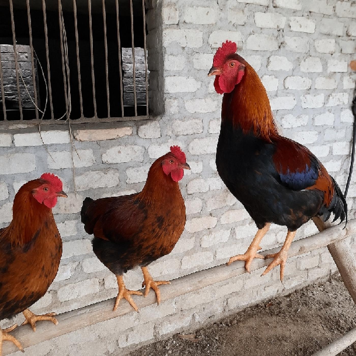 Gà Hồ Lai Giá Bao Nhiêu 1kg? Có Dễ Bán Không?