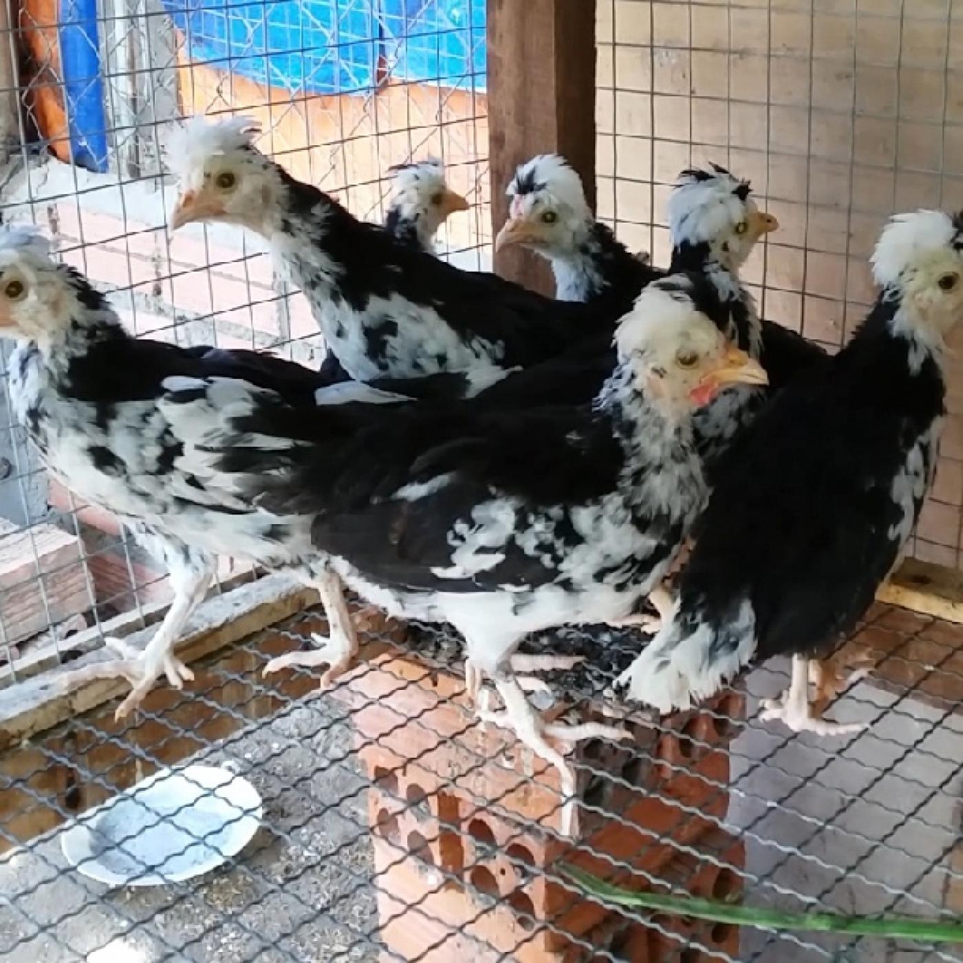 Gà Quý phi 4 tháng tuổi